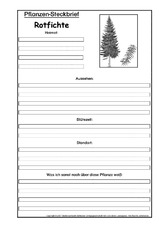 Pflanzensteckbrief-Rotfichte-SW.pdf